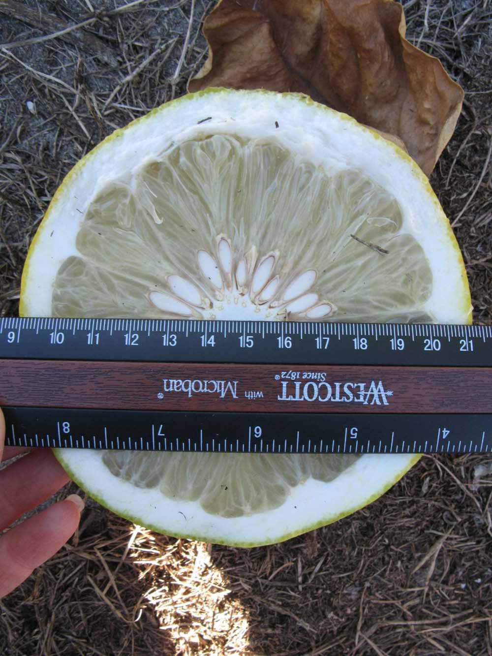              Fruit cross-section (Winter Haven, FL)       